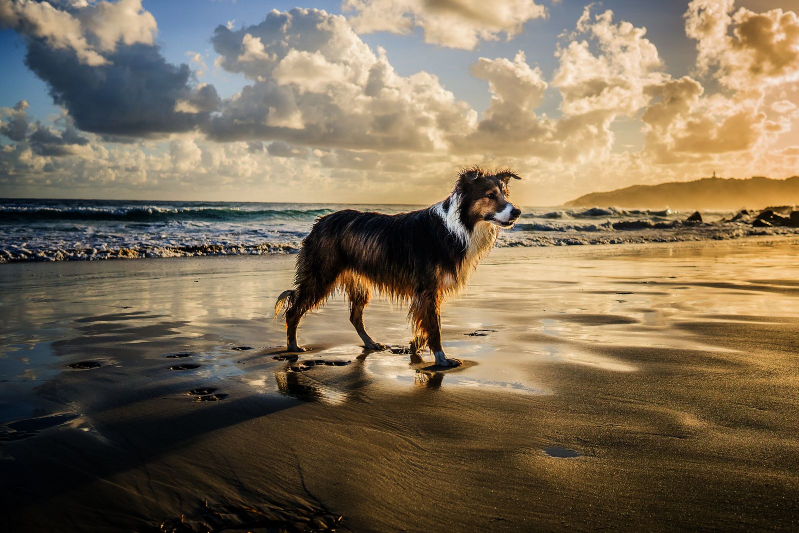 Hund steht am Strand im warmen Abendlicht