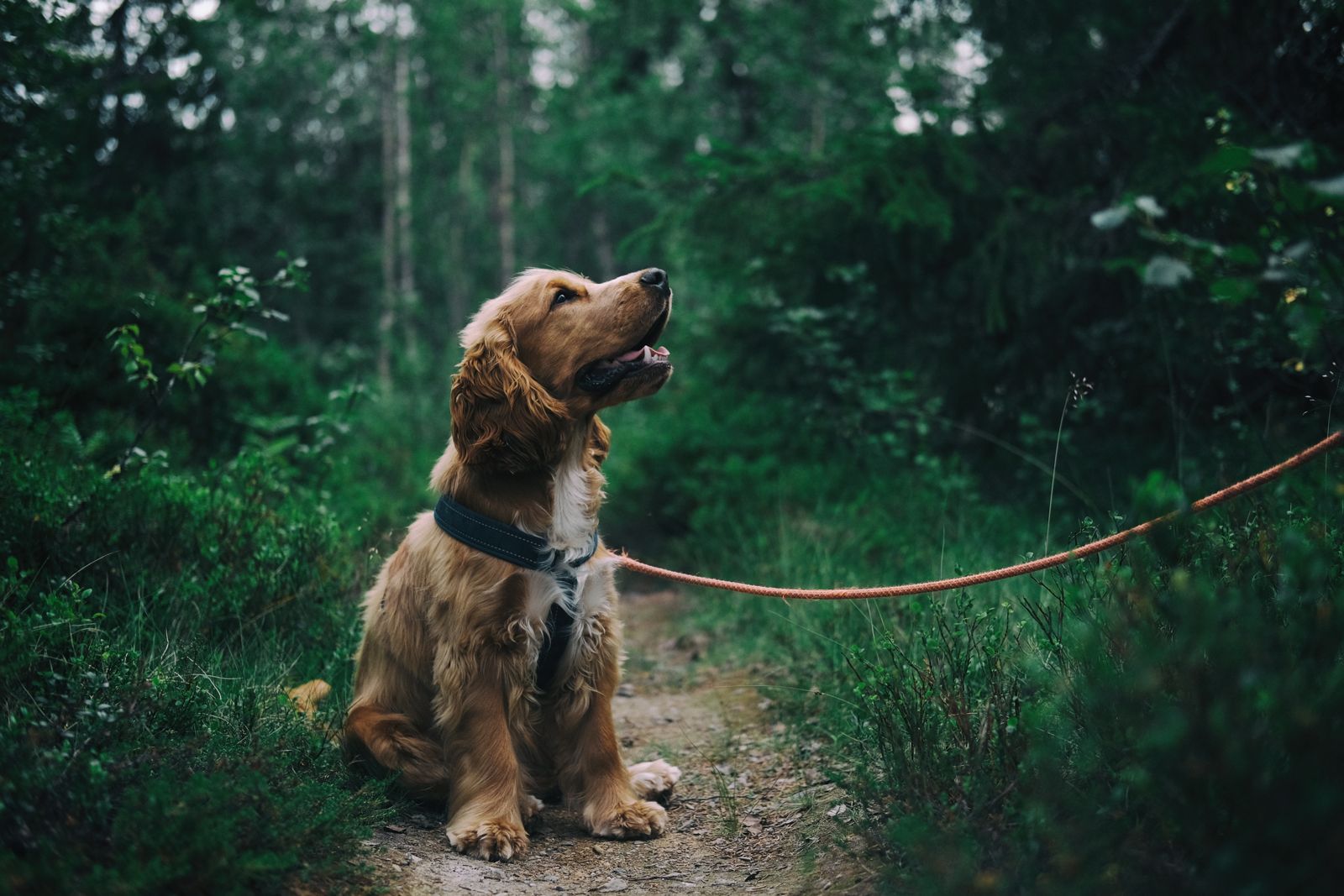 Hund an der Leine sitzt aufmerksam im Wald
