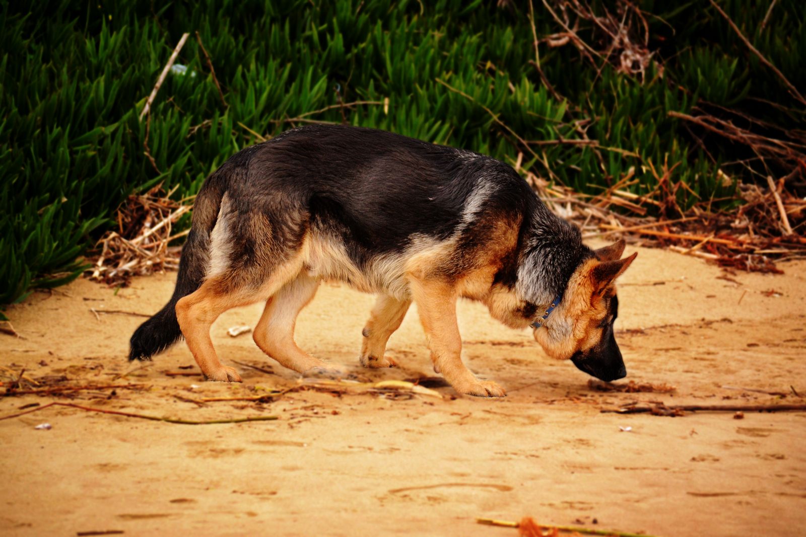 Hund schnüffelt konzentriert im Sand