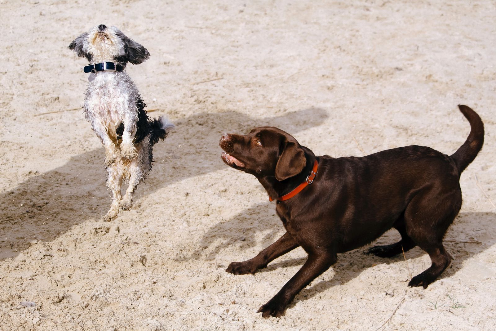 Zwei Hunde spielen im Sand
